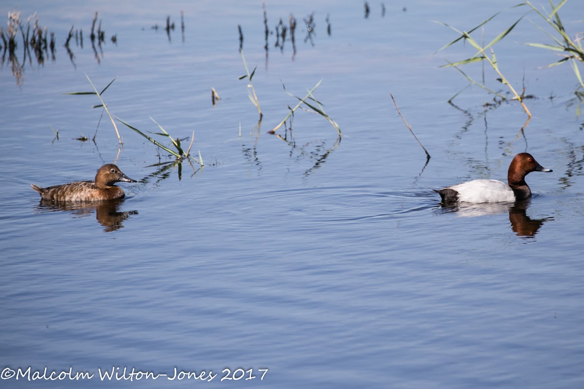 Pochard; Porrón Común