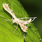 Geranium Plume Moth