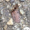 Pavement Ant