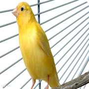 Canary Sounds  Icon