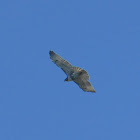 Red-tailed Hawk