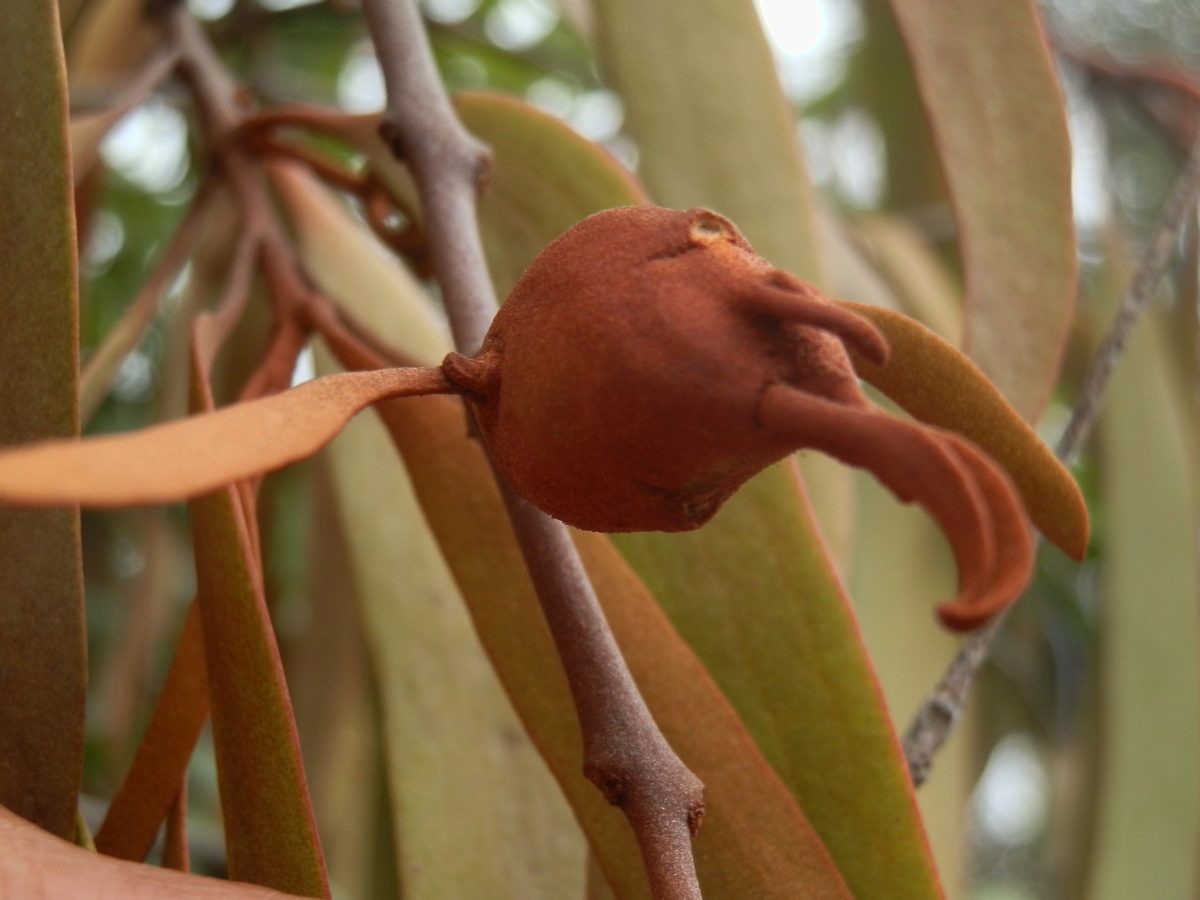 Gall on native mistletoe