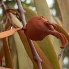 Gall on native mistletoe