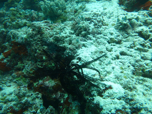 Underwater in The Maldives 2014