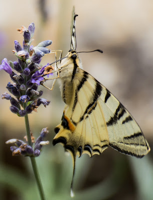 il profumo della Lavanda di Andrea Trocani