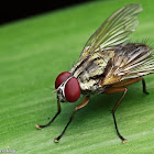 House Fly