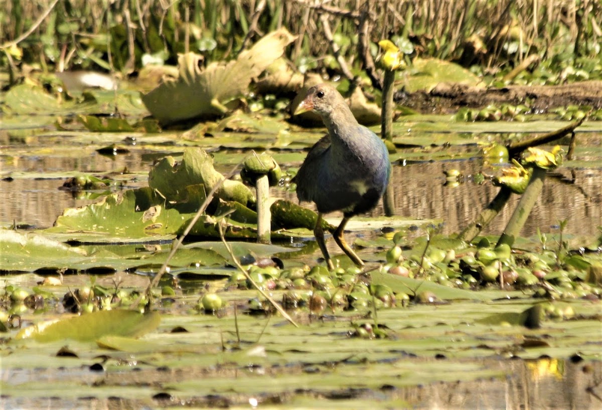 Purple Gallinule