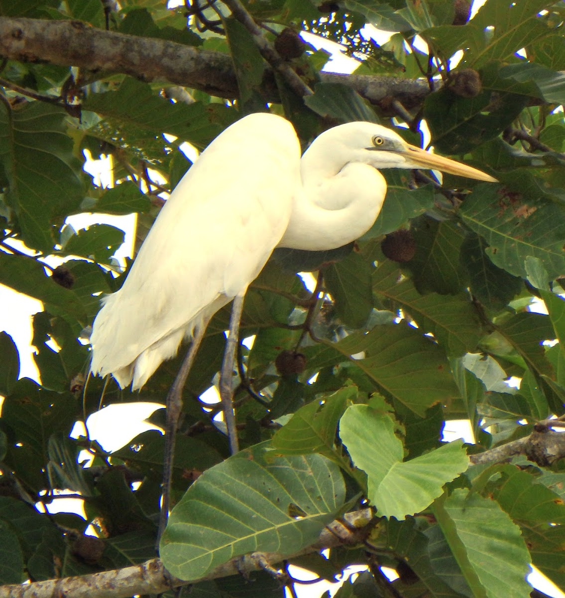 Great Egret