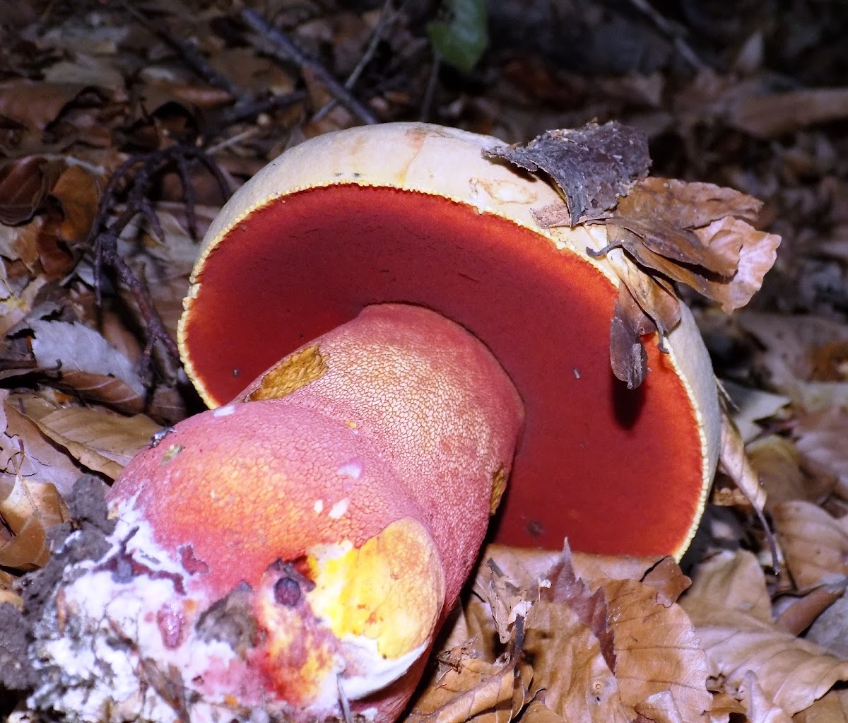 Devil's boletus