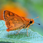 Skipper