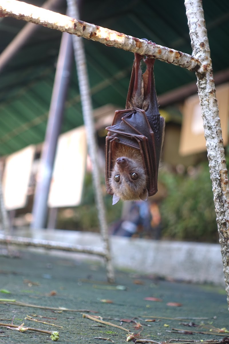 Little golden-mantled flying fox