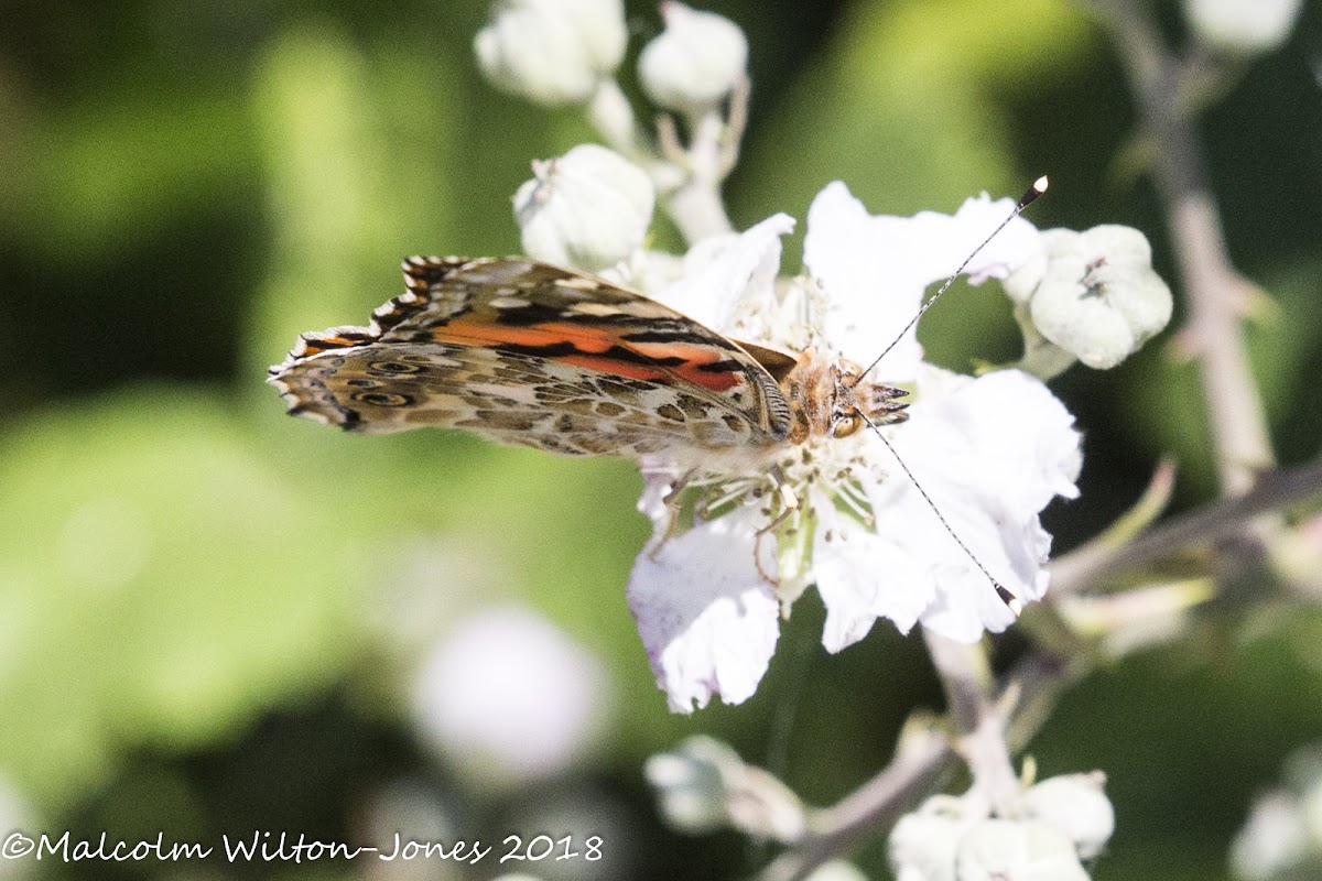 Painted Lady