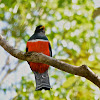 Collared Trogon Bird