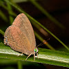 Lycaenid Butterfly