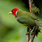 Item logo image for Blue bird with red head