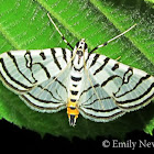 Zebra Conchylodes Moth