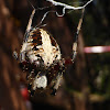 Spotted Orbweaver