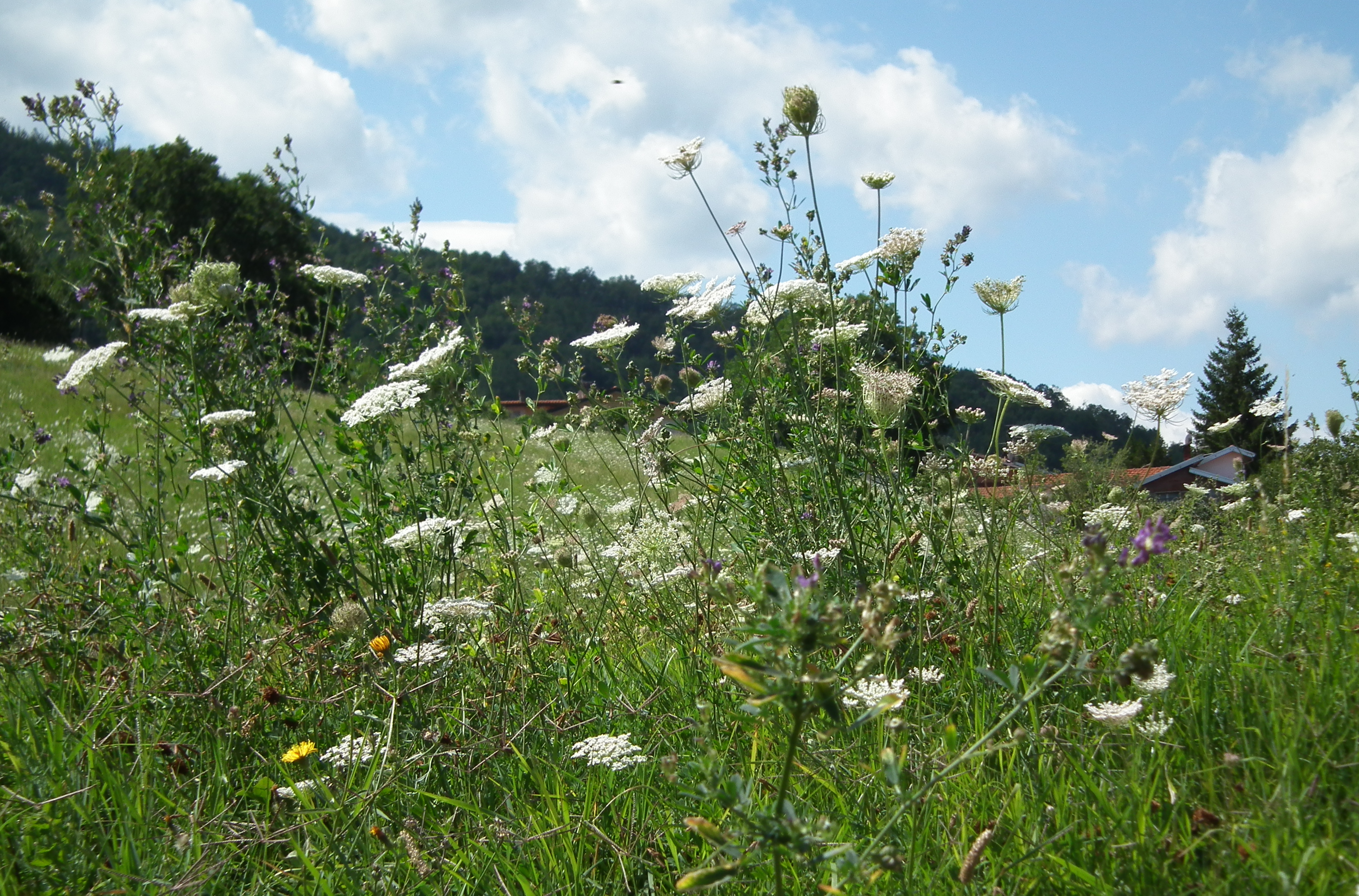 Tra l'erba di Giò Volpi