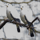 Pied Imperial Pigeon