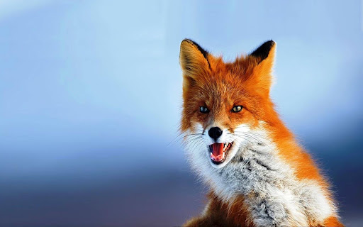 Fox Full HD