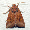 American Ear Moth