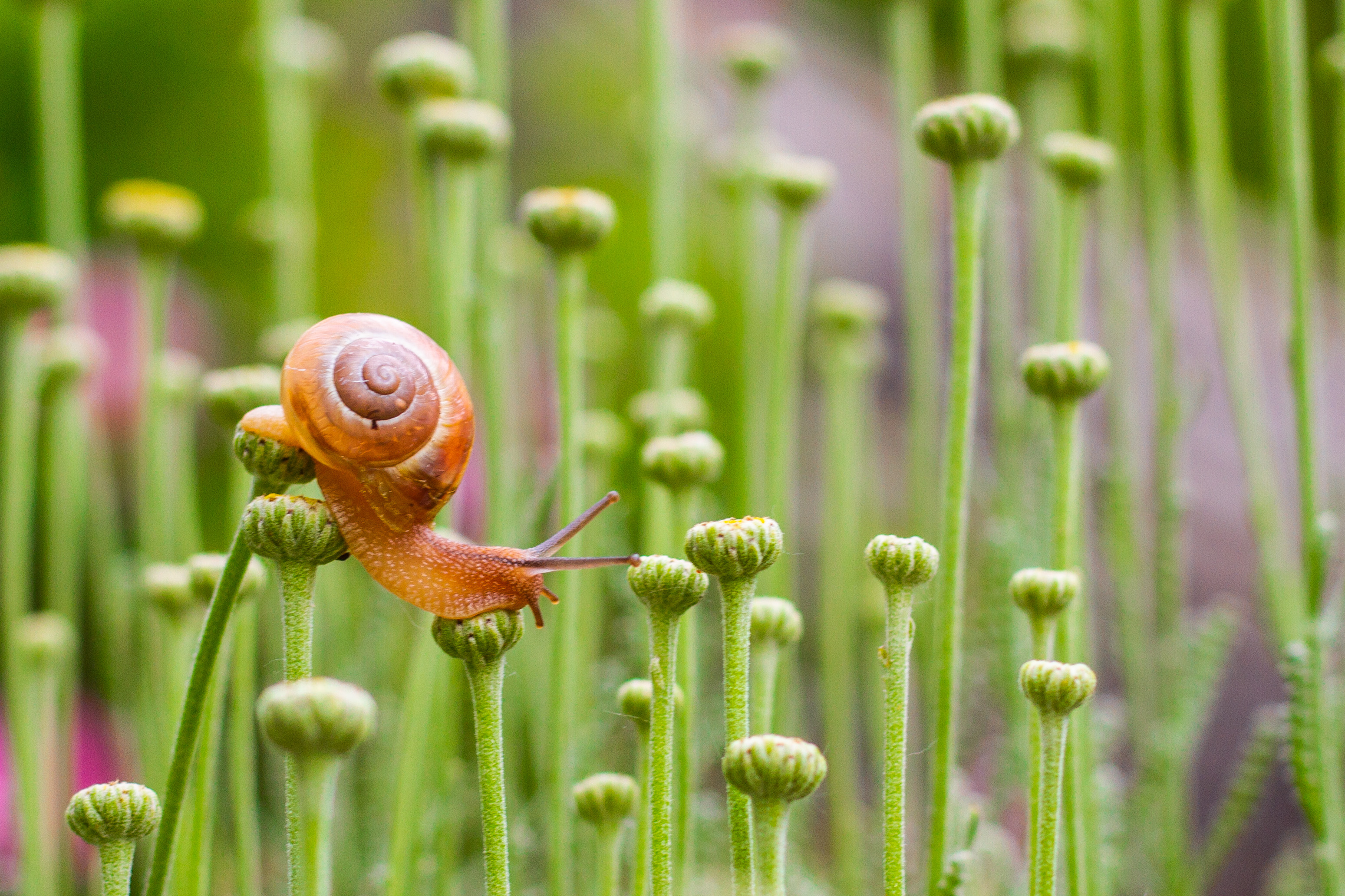 Snail di Elena_C