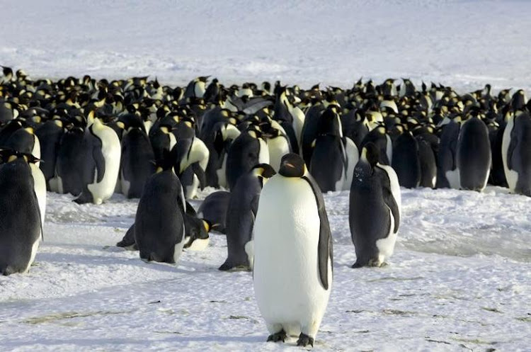 Emperor penguins are seen in Dumont d'Urville, Antarctica April 10, 2012.