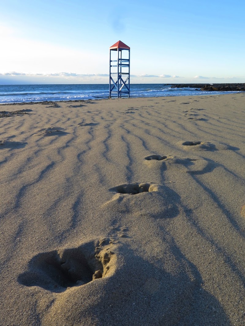 solo con il mio cane sulla spiaggia... di malte