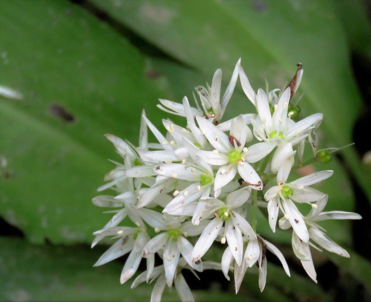 Bear's garlic