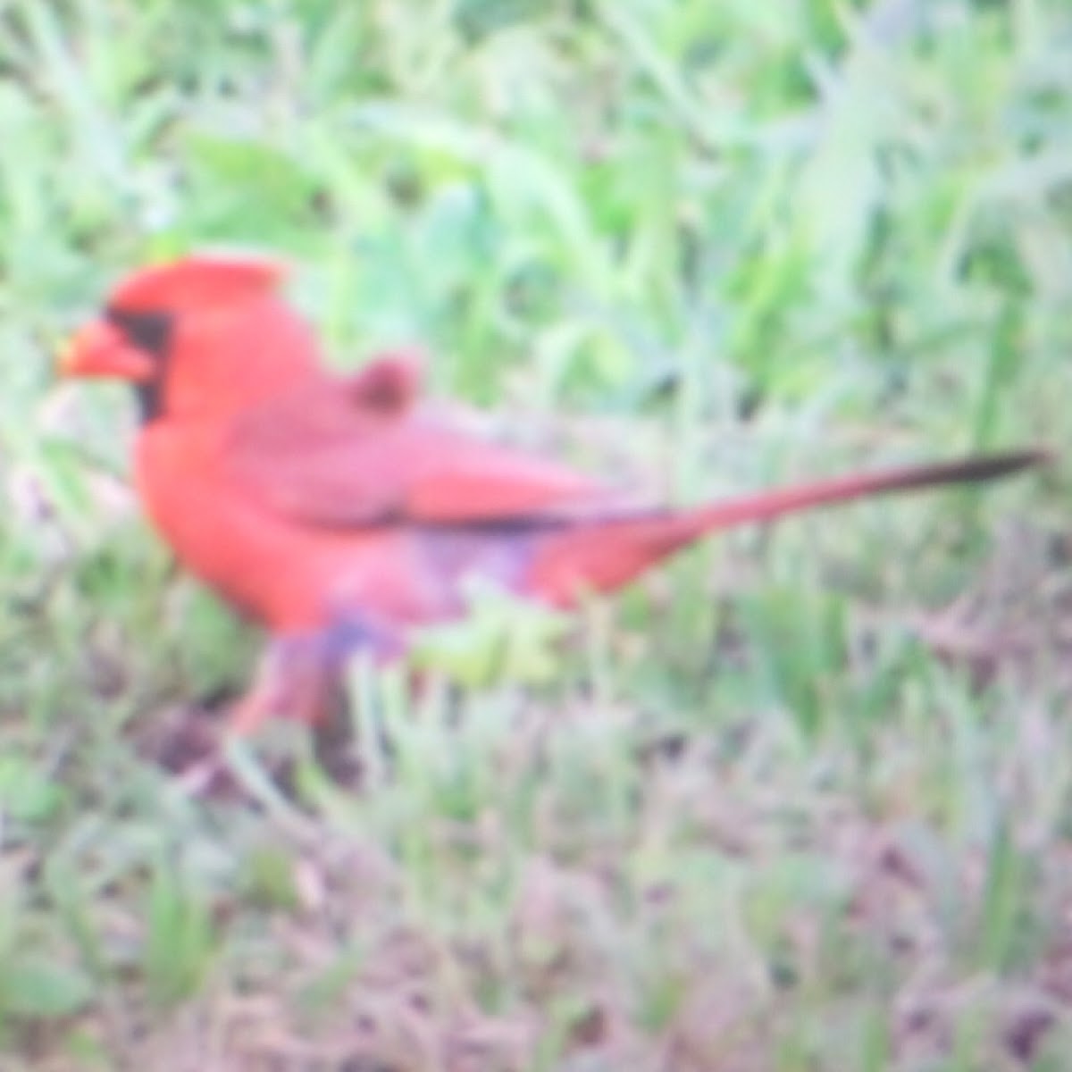 Red cardinal male