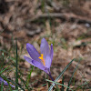 Spring Crocus