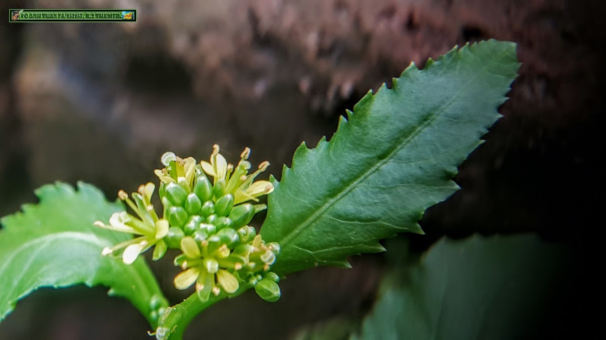 Diverse-leaf yellow cress, Cải Đất.