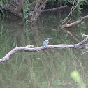 Green kingfisher