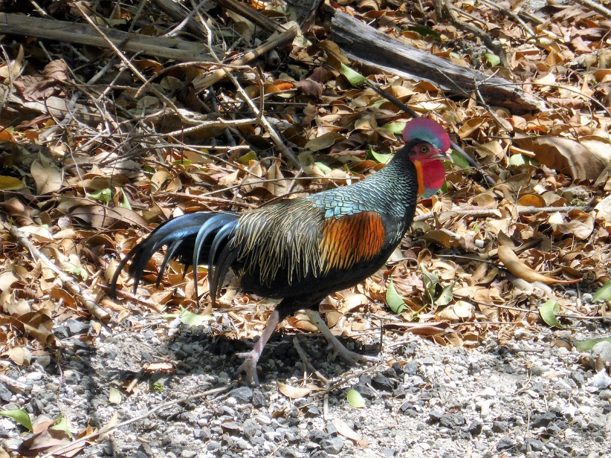 Green Junglefowl