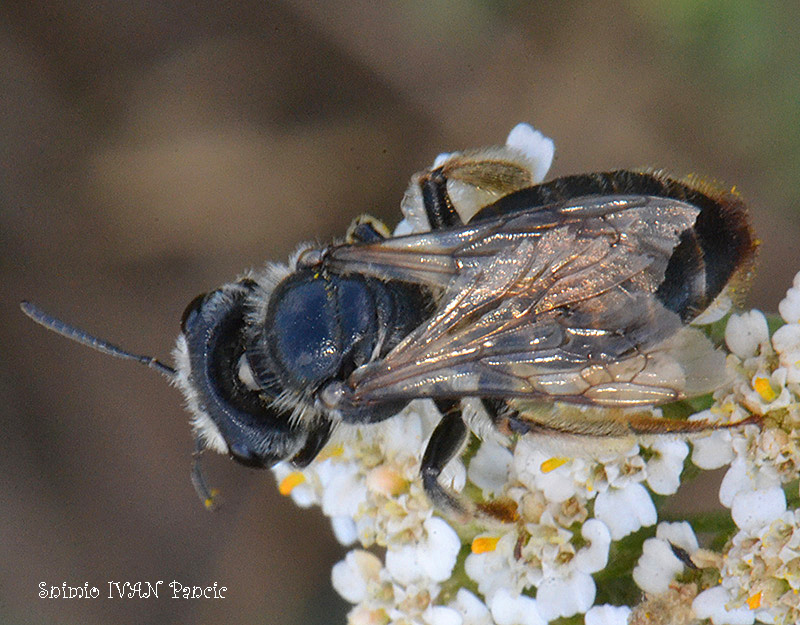 Unknown Bee