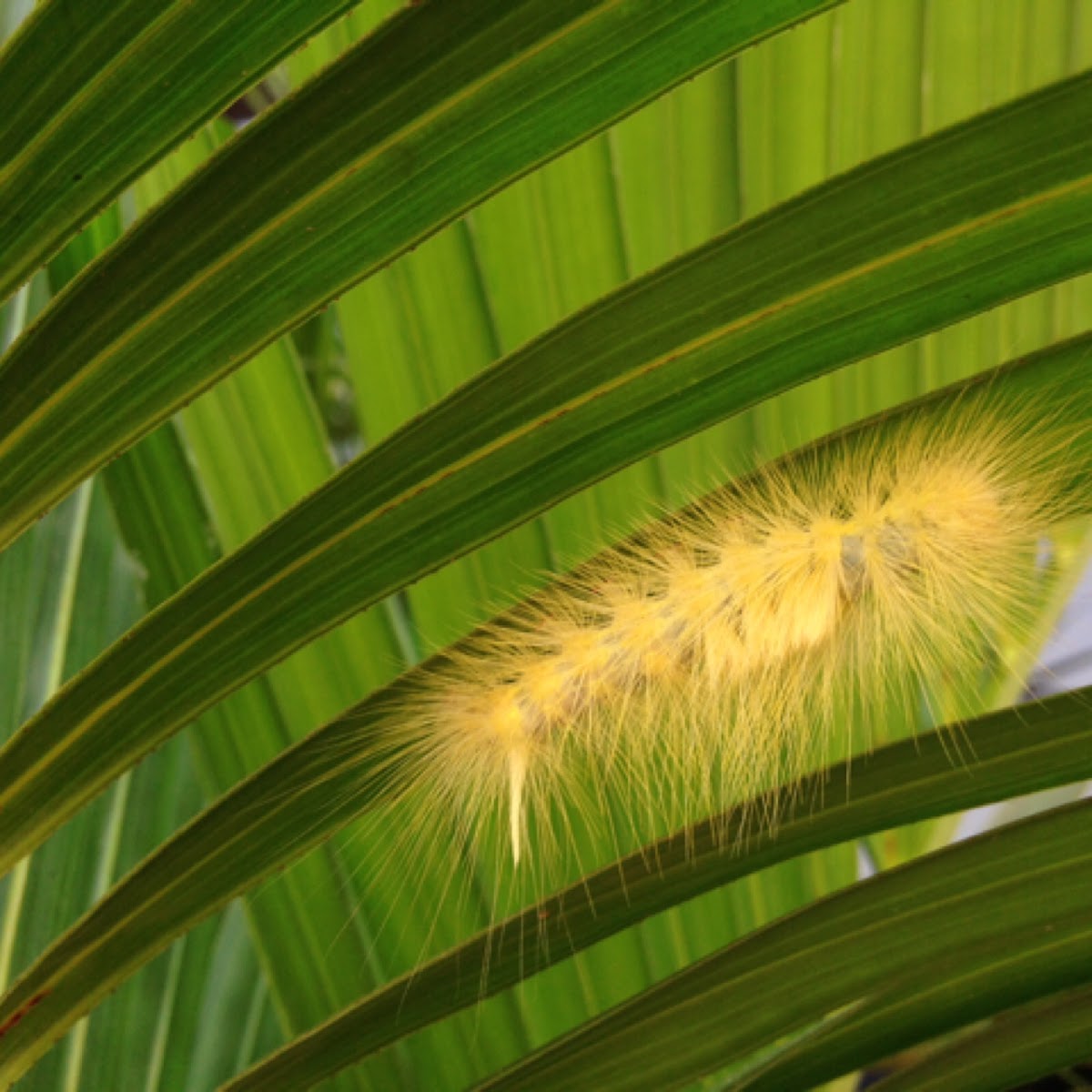 Caterpillar