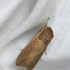 White-speck Moth