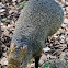 Azara's Agouti