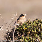 Wheatear