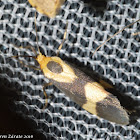 Thin-Banded Lichen Moth