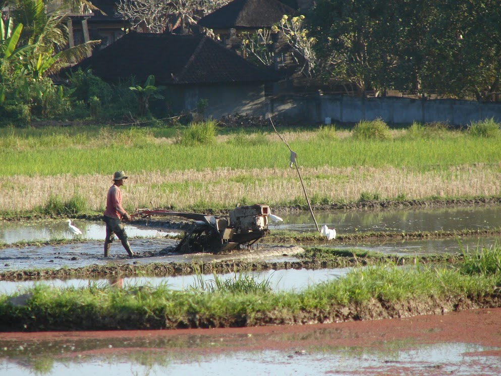 rizières ubud