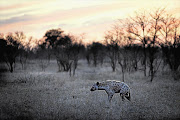 A hyena killed a kudu at King’s Camp private reserve in Timbavati, Greater Kruger National Park. 