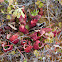 Purple pitcher plant