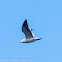 Lesser Black-backed Gull