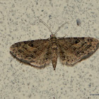 moth