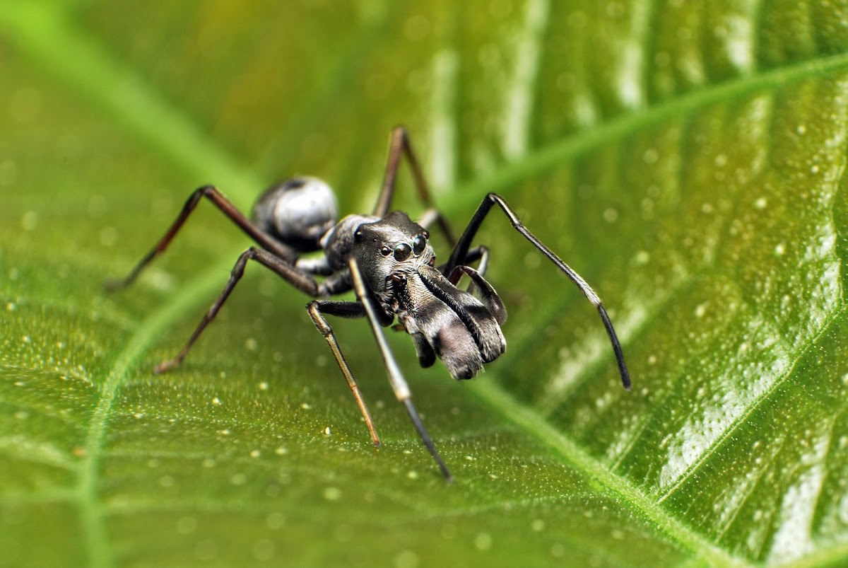 Ant Mimicking Spider