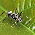 Ant Mimicking Spider