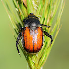 Wheat Grain Beetle