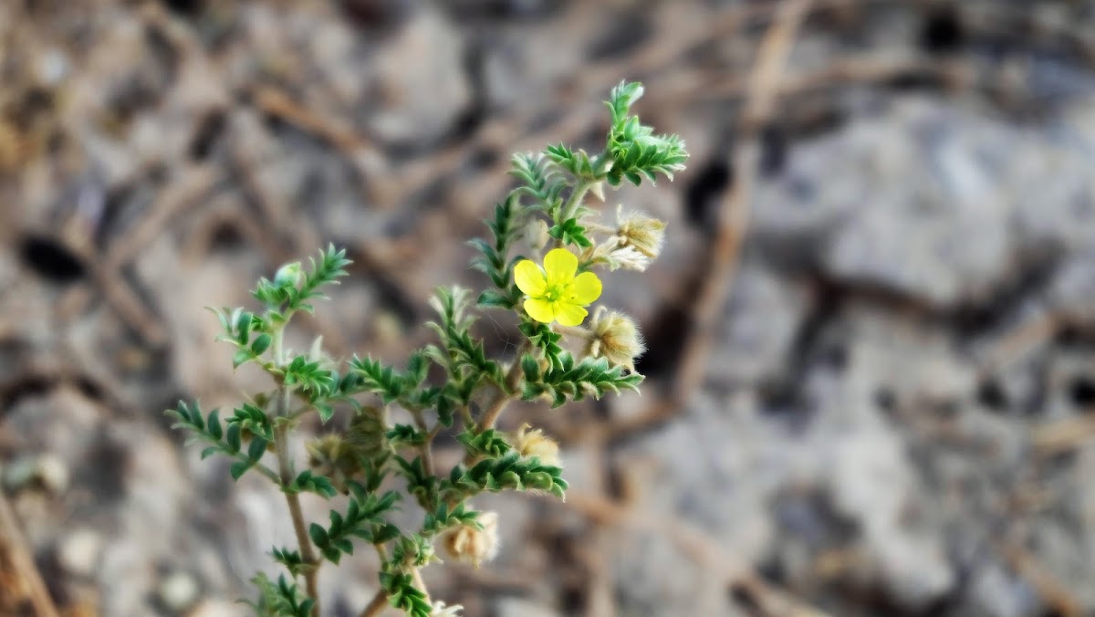 Tribulus pentandrus