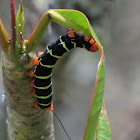 Frangipani caterpillar